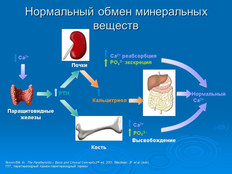 Нормальный  Ca2+ Ca2+ PO43– Высвобождение Кость Почки Ca2+ реабсорбция PO43– экскреция PTH Нормальный